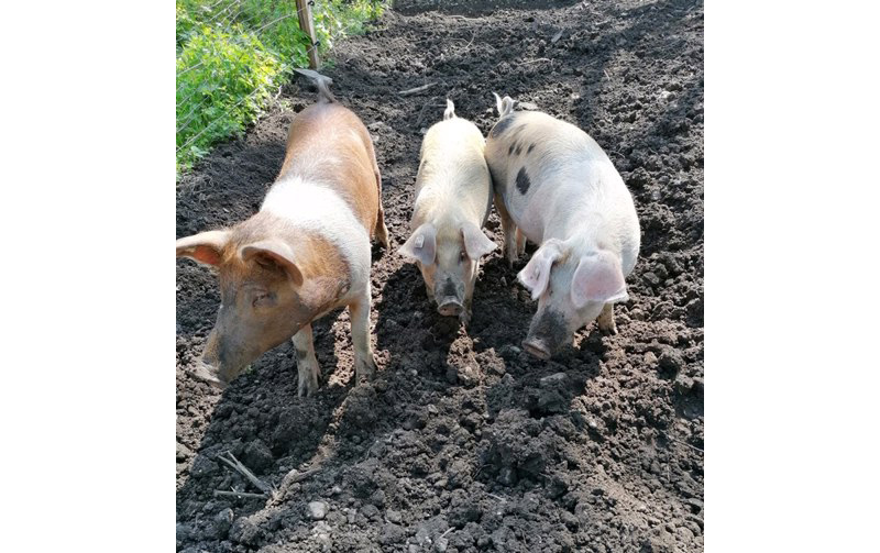 Schweine vom Kastensee